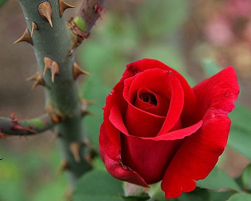 rose with thorn