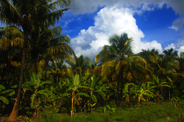 Kerala Landscape ~1